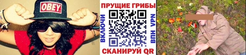 Галлюциногенные грибы Psilocybine cubensis  Курганинск 