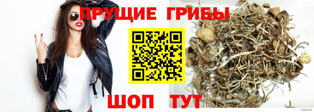 Курганинск  Галлюциногенные грибы Psilocybe  Вход с VPN 